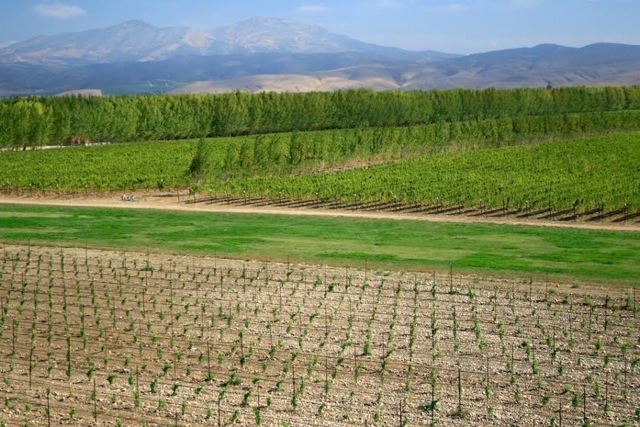 New Vineyard